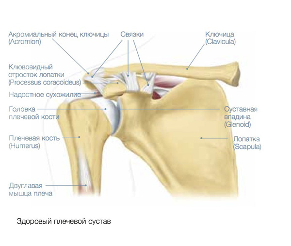Схема здорового плечевого сустава человека ­