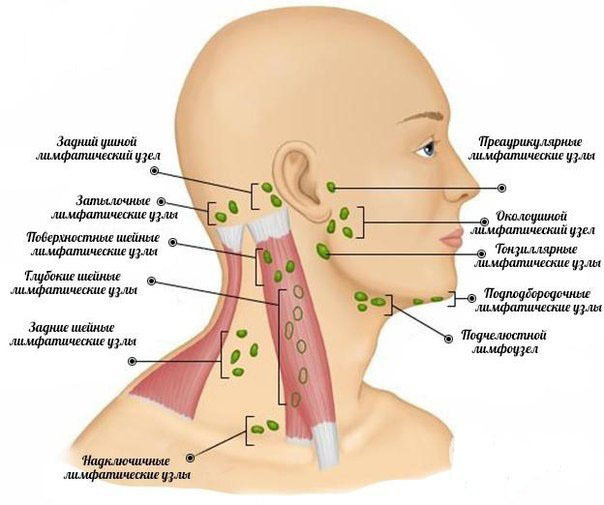 Схема лимфатических узлов в шее ­