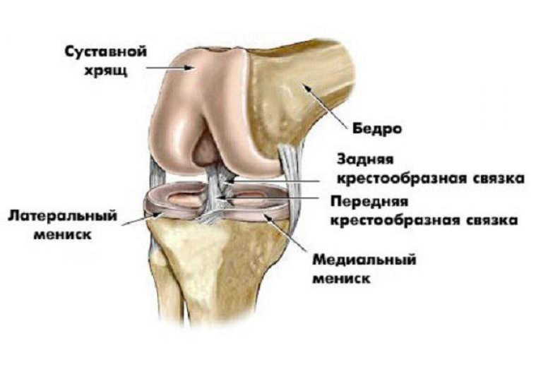 Строение коленного сустава­