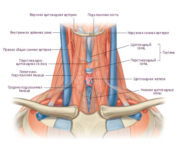 Структура мягких тканей шеи­