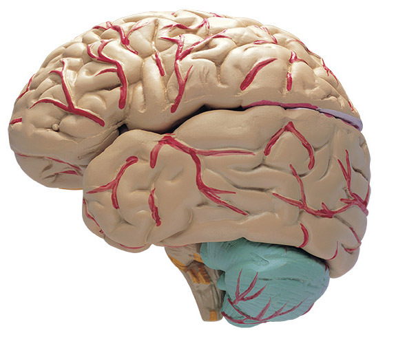 Обследование головного мозга в Бирюлево­